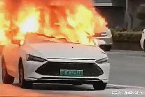爆料海豚自燃视频播放下载,海豚自燃视频引发热议,真相令人震惊!  第1张 爆料海豚自燃视频播放下载,海豚自燃视频引发热议,真相令人震惊!  第1张
